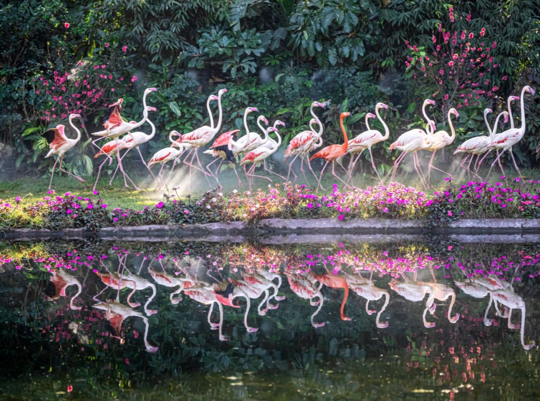 Chimelong Birds Park