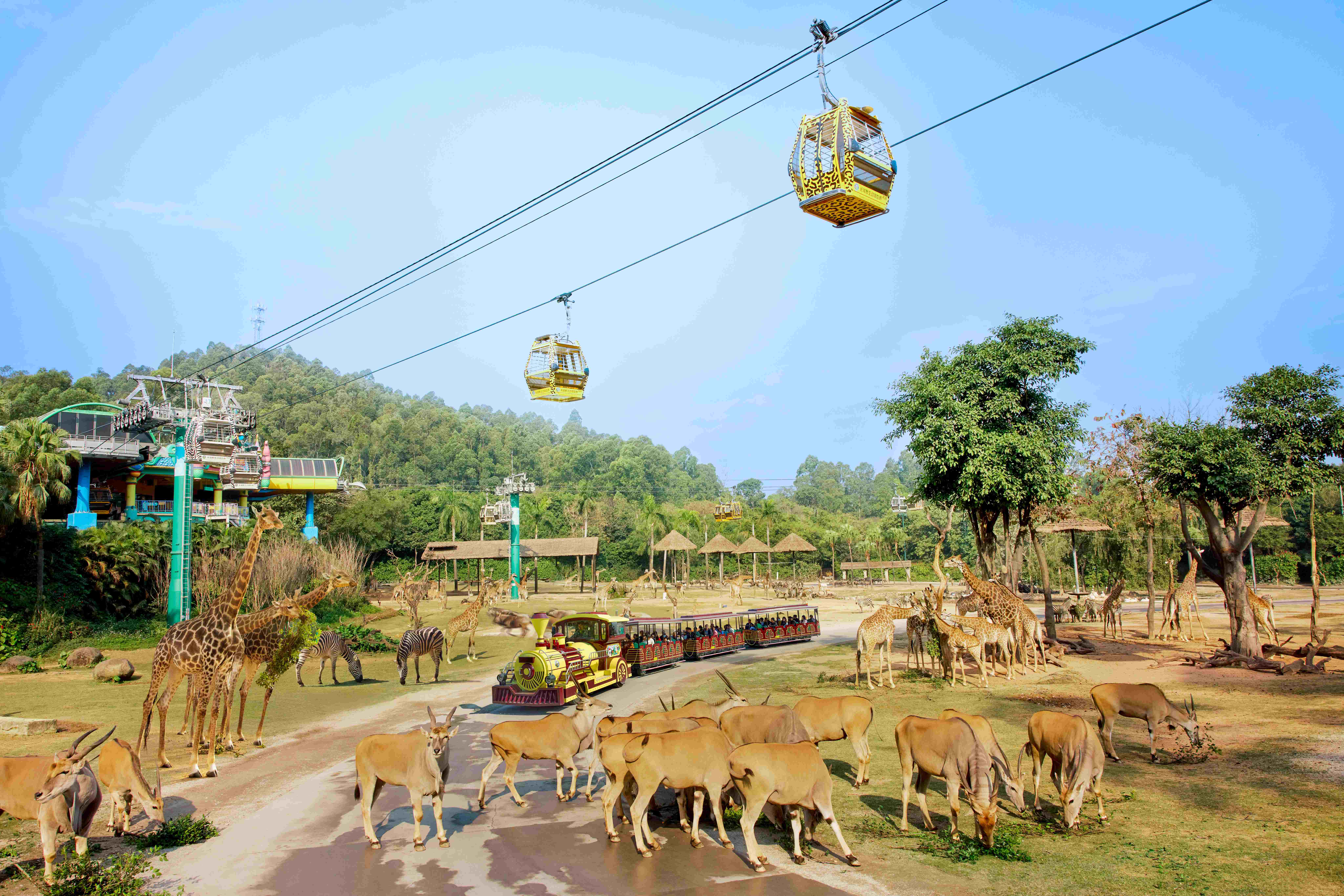 Chimelong Safari Park
